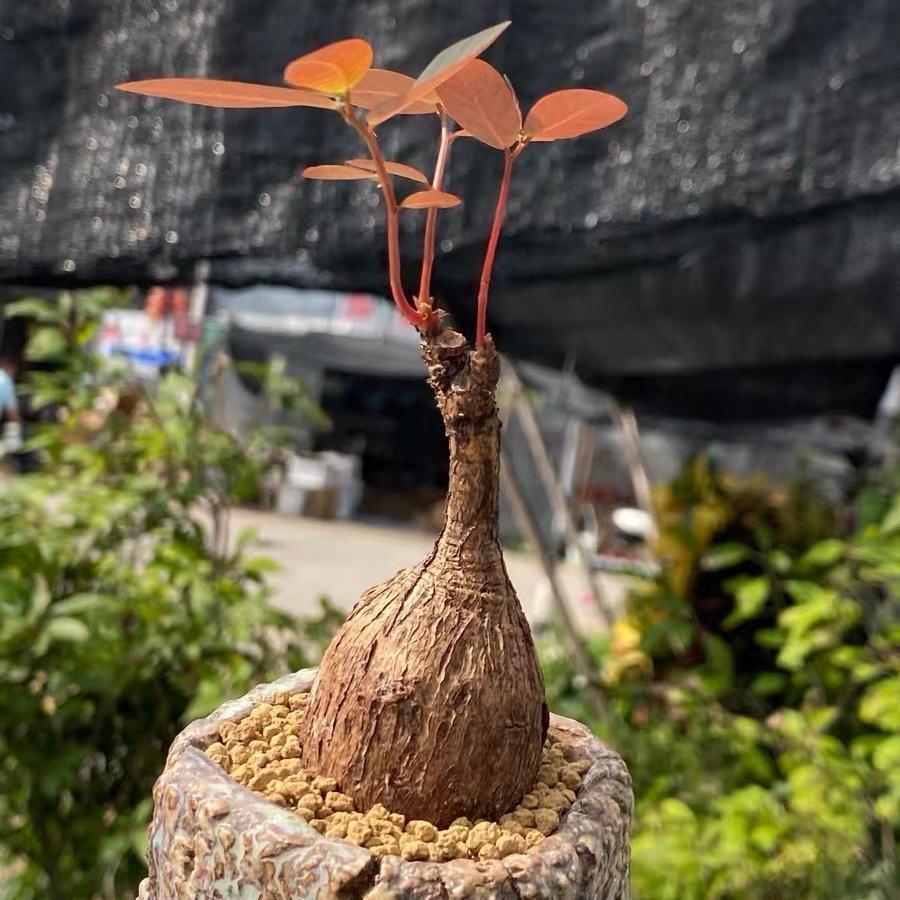 2-4cm Petopentia natalensis