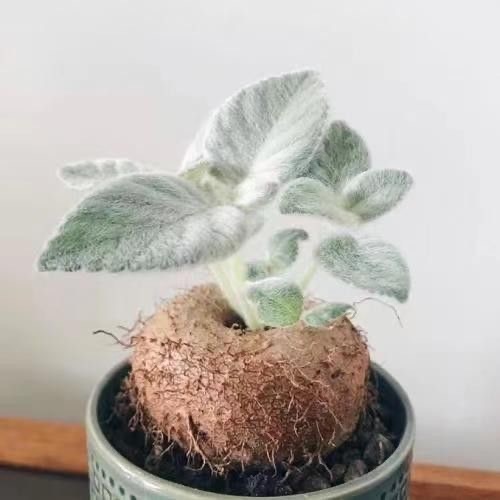 4-10cm Sinningia leucotricha