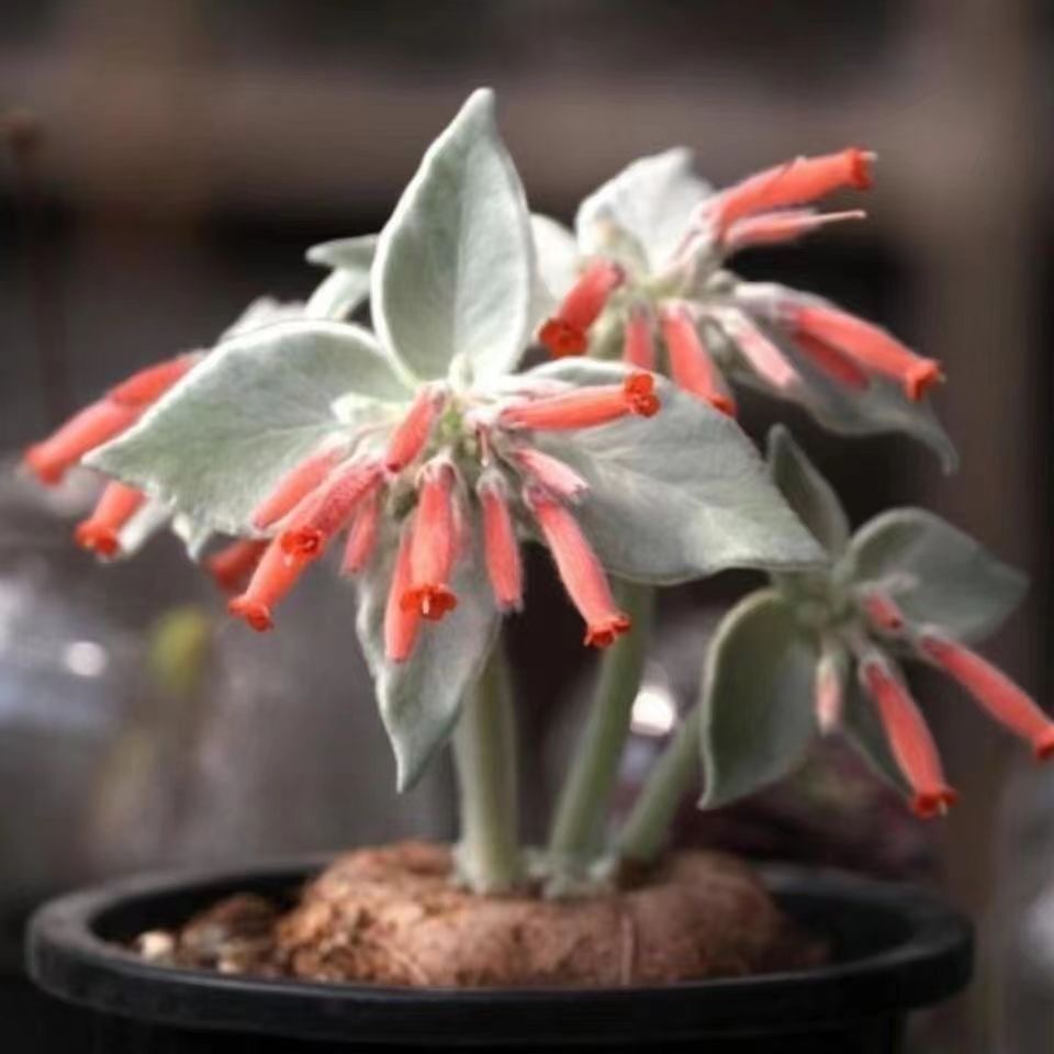 4-10cm Sinningia leucotricha