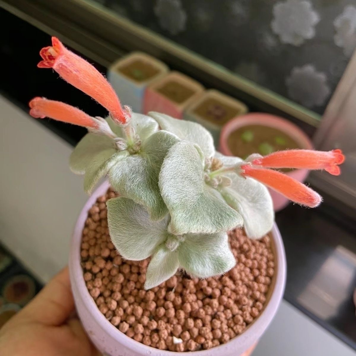 4-10cm Sinningia leucotricha