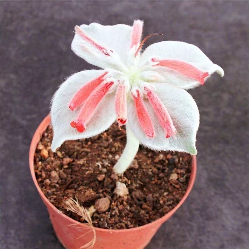 4-10cm Sinningia leucotricha