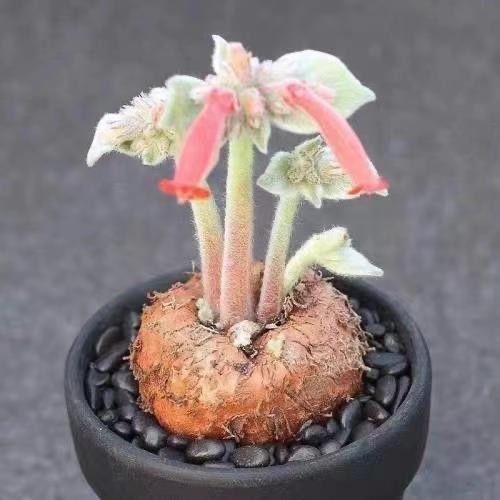 4-10cm Sinningia leucotricha