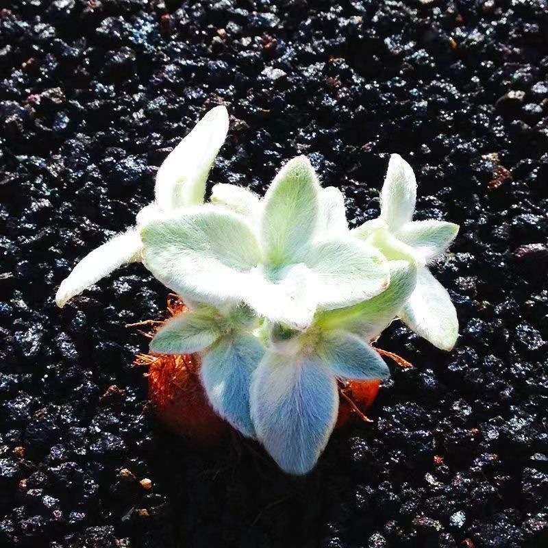 4-10cm Sinningia leucotricha