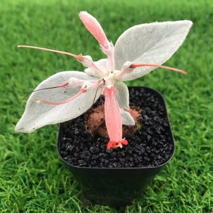 4-10cm Sinningia leucotricha