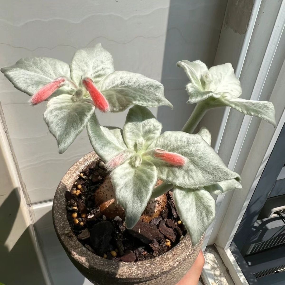 4-10cm Sinningia leucotricha