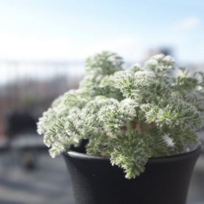 4-10cm Sinningia leucotricha