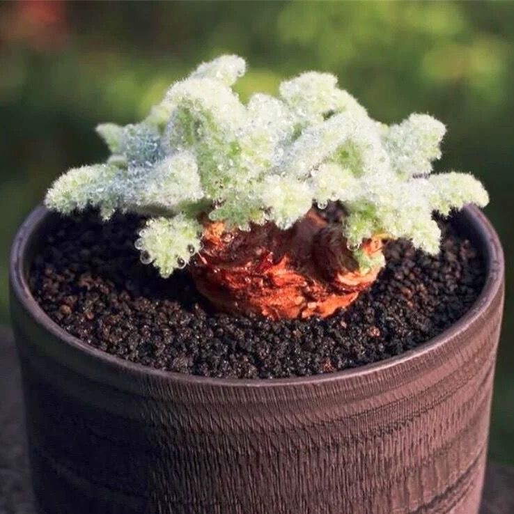 4-10cm Sinningia leucotricha