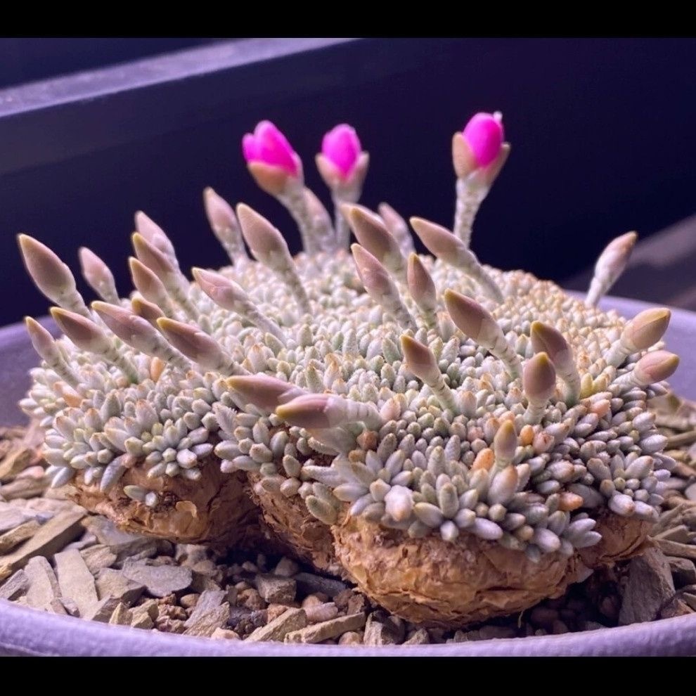 2-7cm Anacampseros alstonii