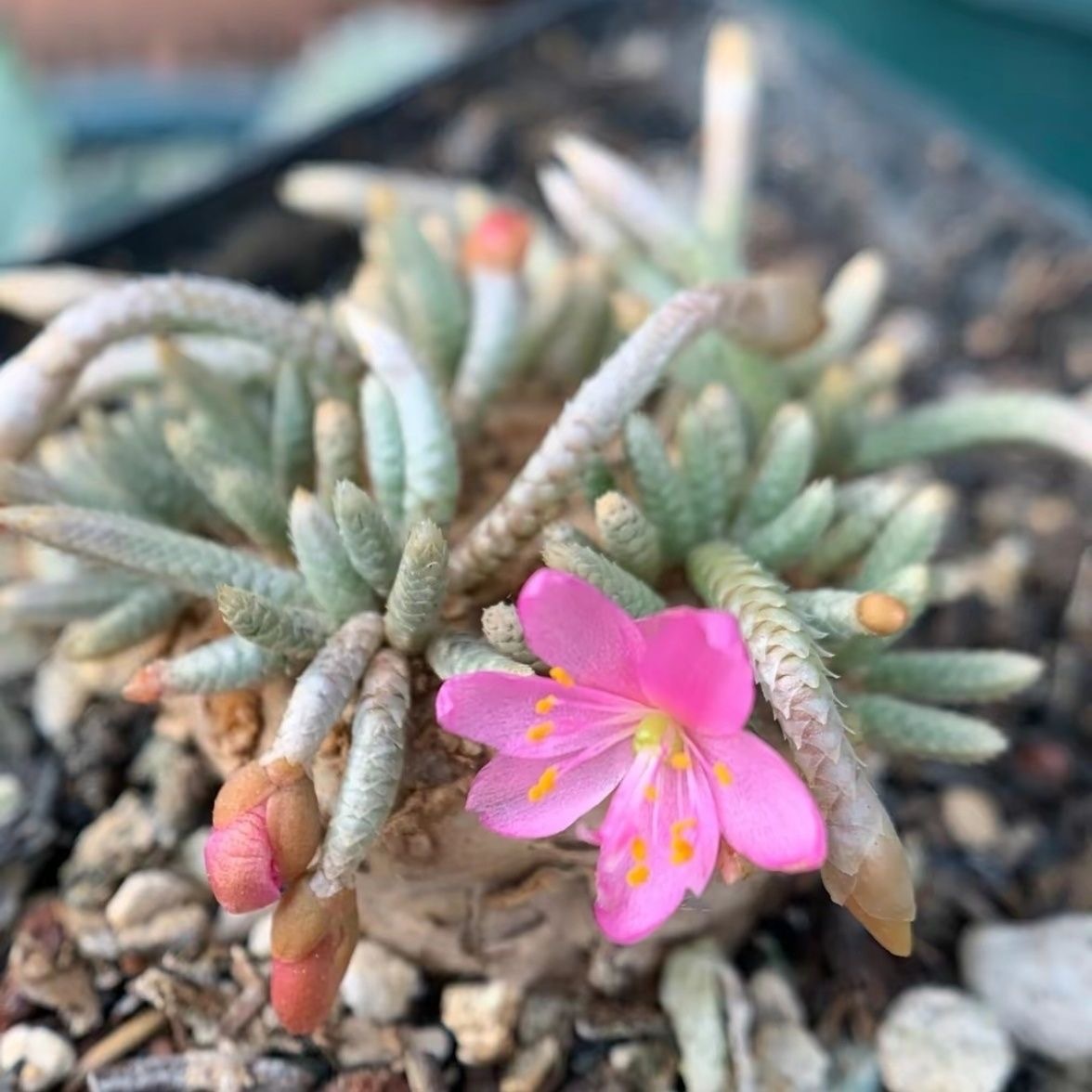 2-7cm Anacampseros alstonii