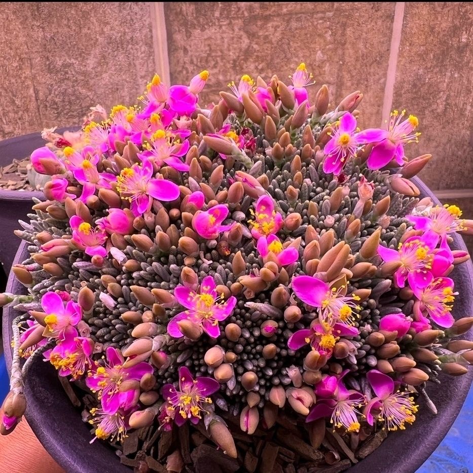 2-7cm Anacampseros alstonii