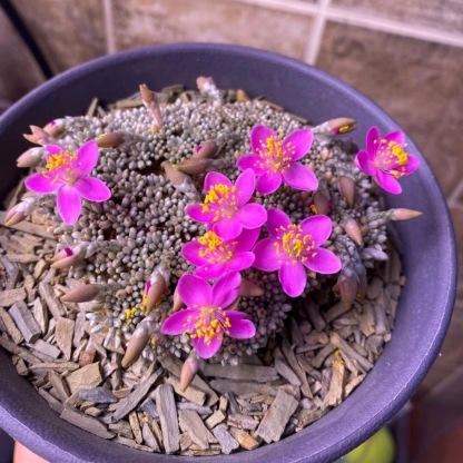 2-7cm Anacampseros alstonii