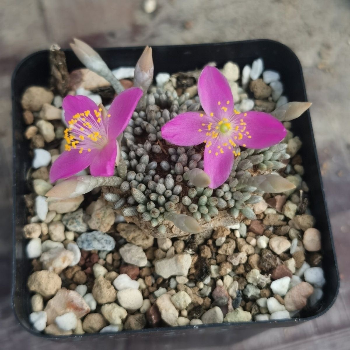 2-7cm Anacampseros alstonii