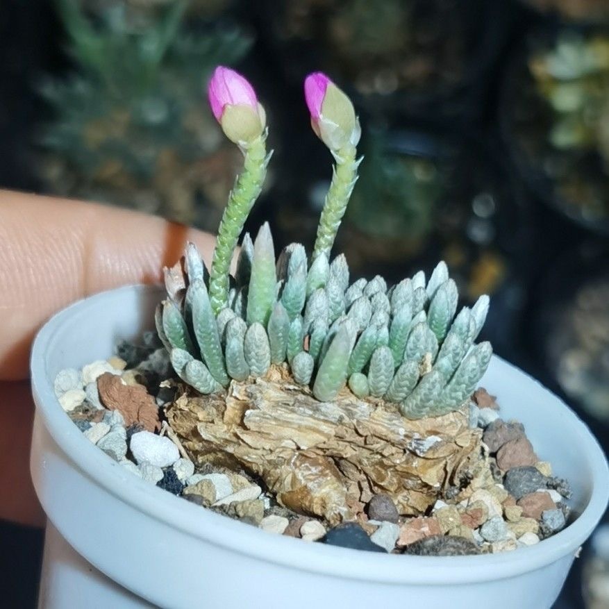 2-7cm Anacampseros alstonii