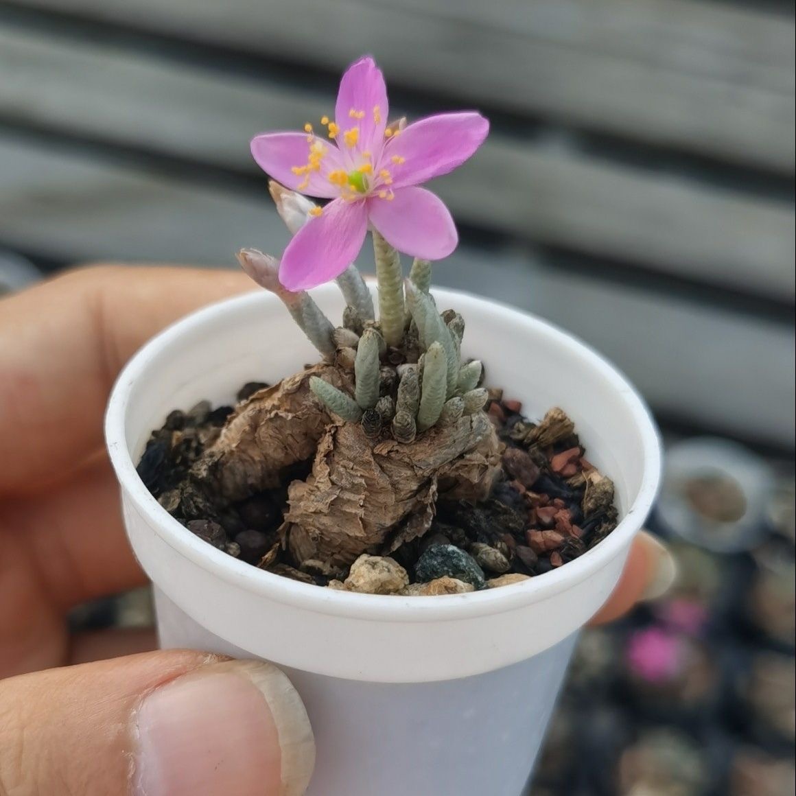 2-7cm Anacampseros alstonii