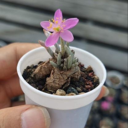 2-7cm Anacampseros alstonii