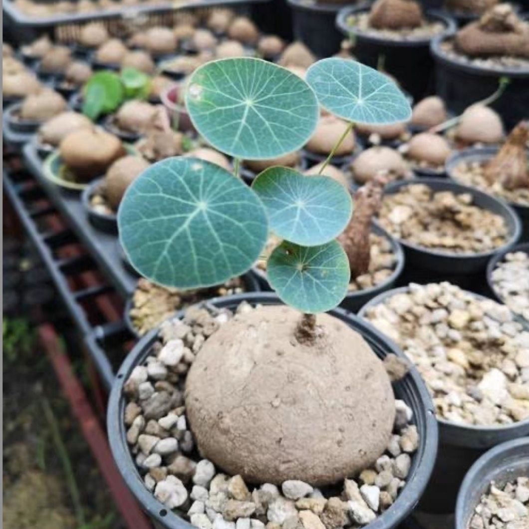 4-5cm Stephania pierrei