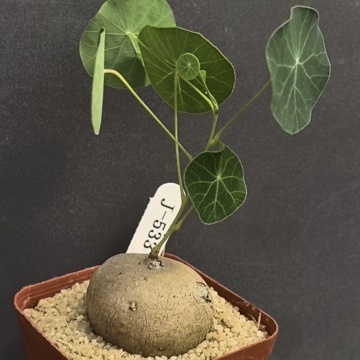 4-5cm Stephania pierrei