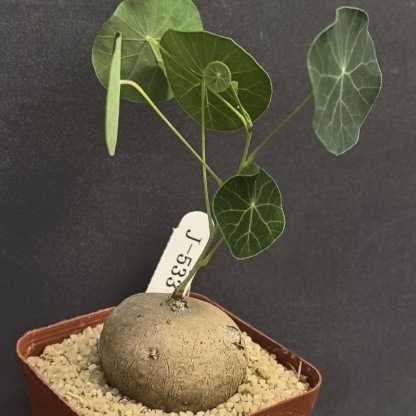 4-5cm Stephania pierrei