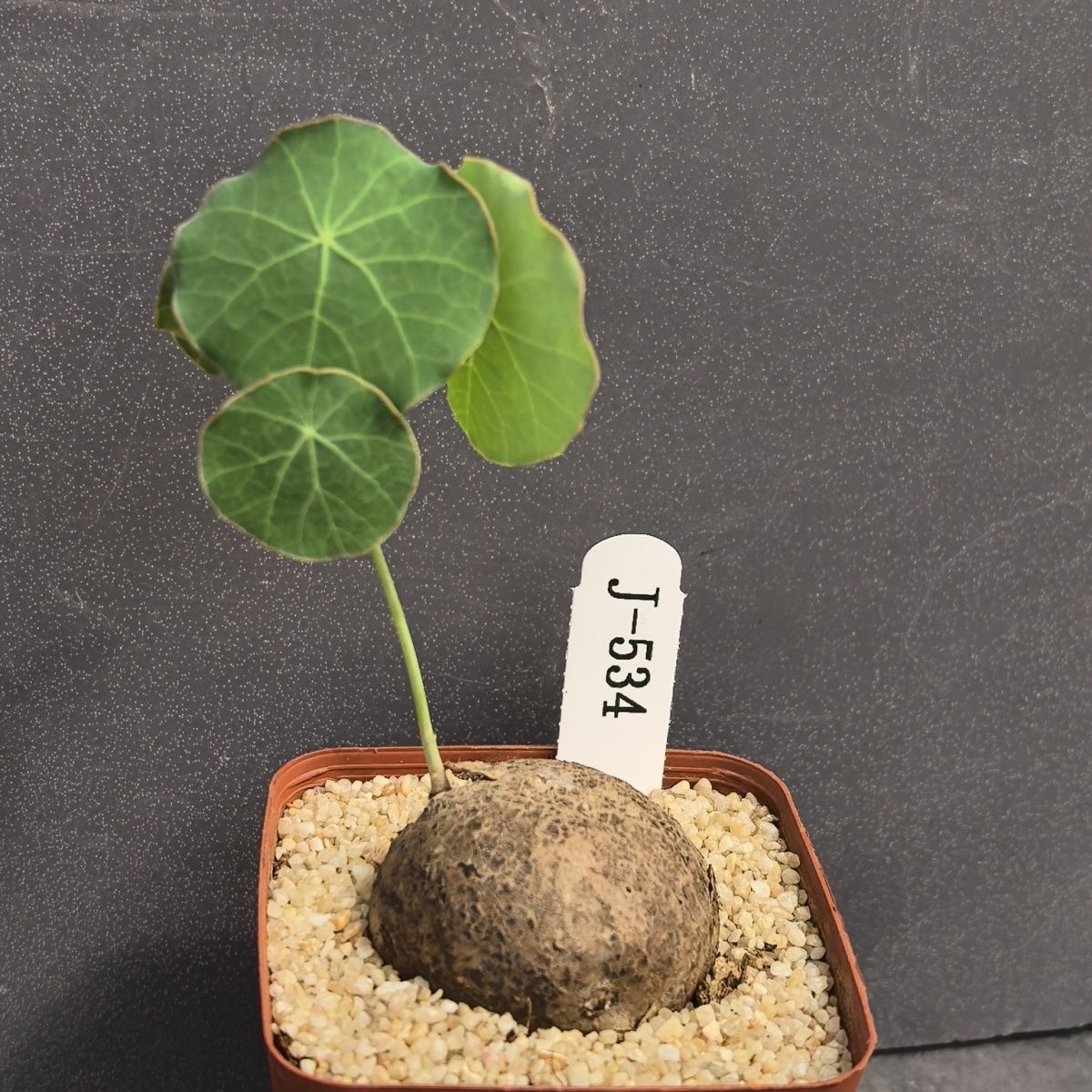 4-5cm Stephania pierrei