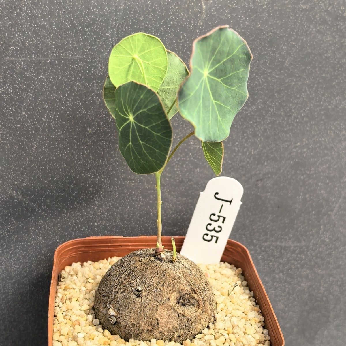 4-5cm Stephania pierrei