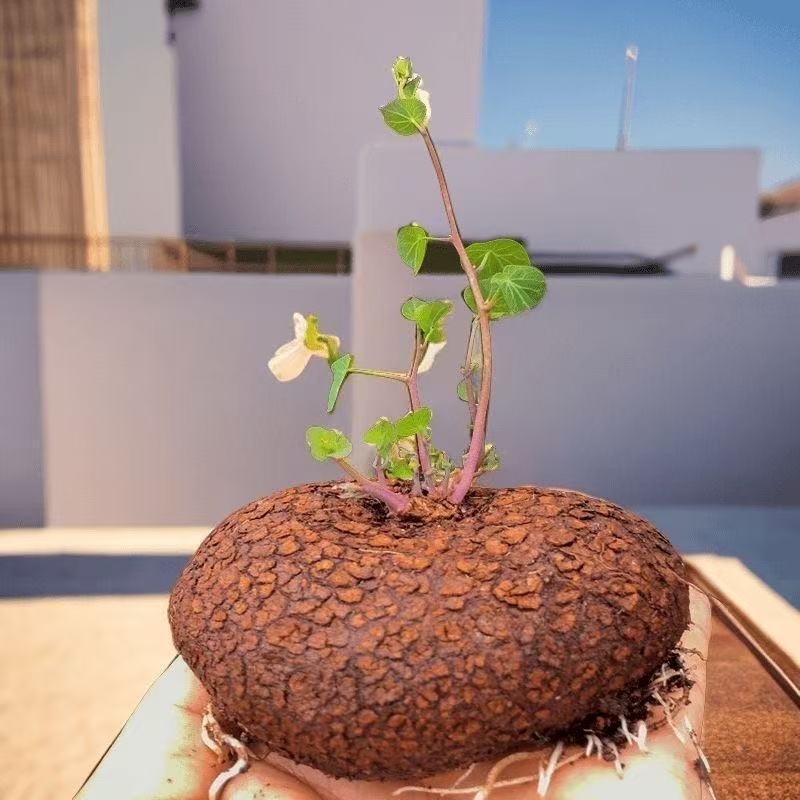 4-5cm StephaniacepharanthaHayata