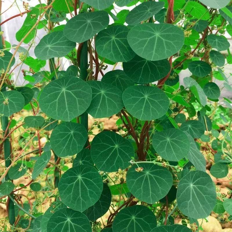 4-5cm StephaniacepharanthaHayata