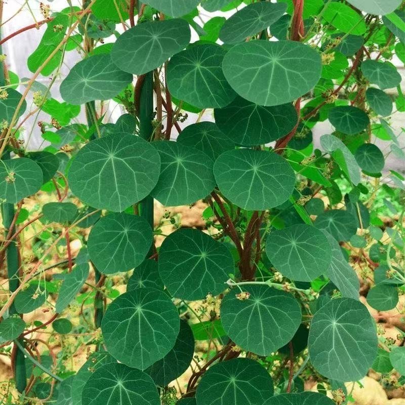 4-5cm StephaniacepharanthaHayata