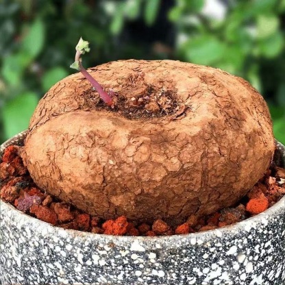 4-5cm StephaniacepharanthaHayata