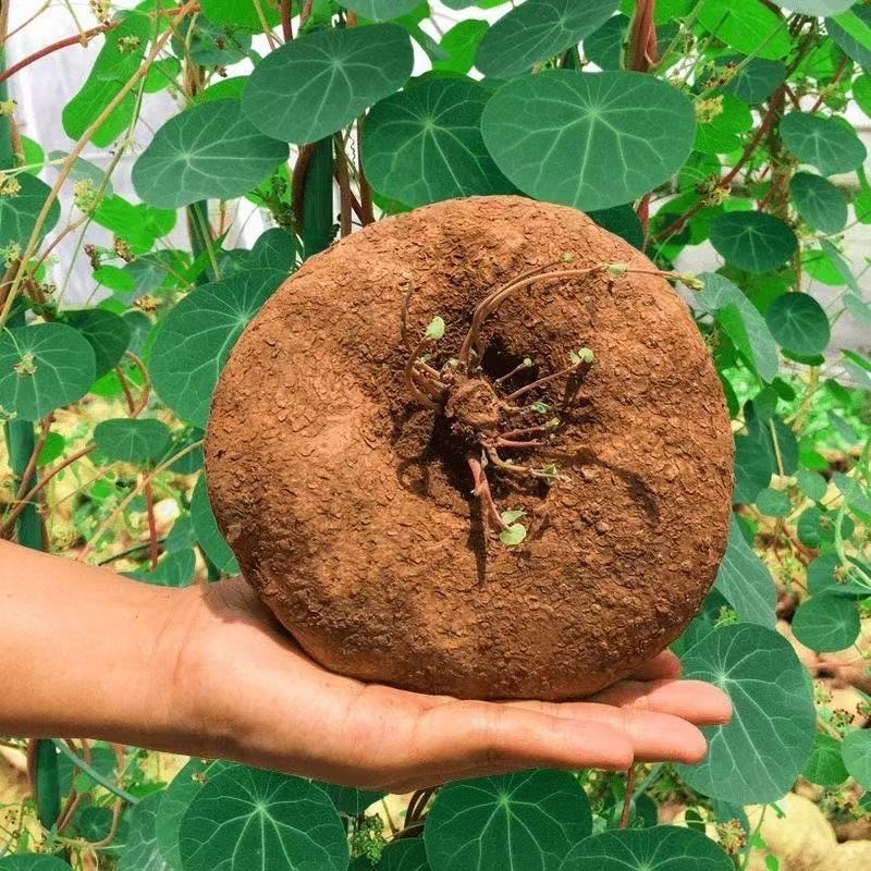 4-5cm StephaniacepharanthaHayata