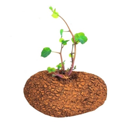 4-5cm StephaniacepharanthaHayata