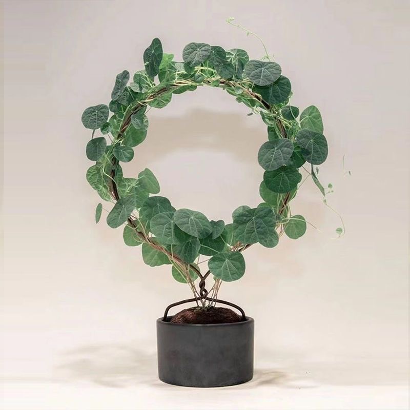 4-5cm StephaniacepharanthaHayata