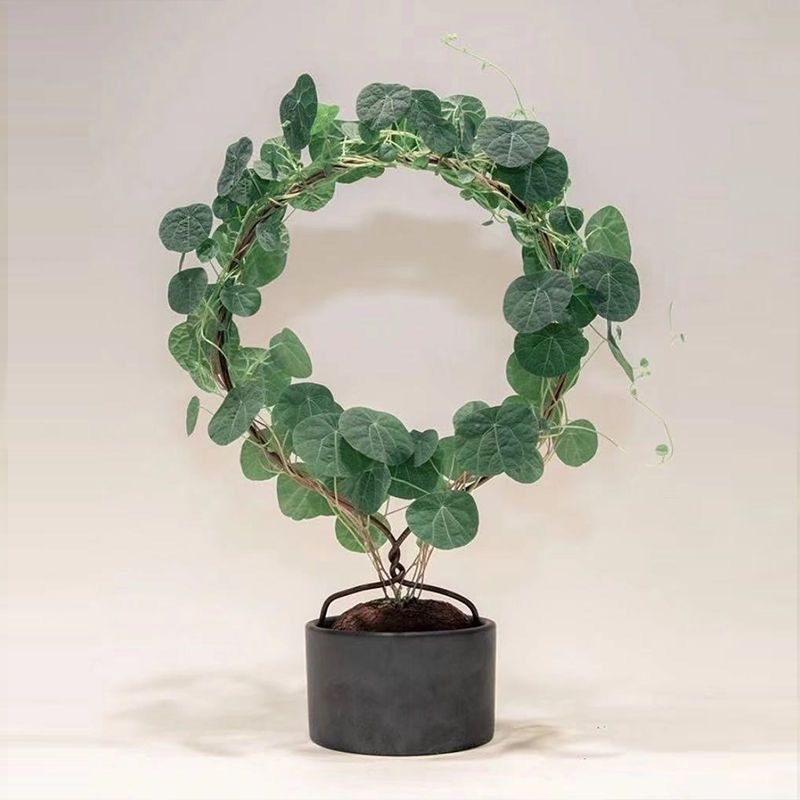 4-5cm StephaniacepharanthaHayata