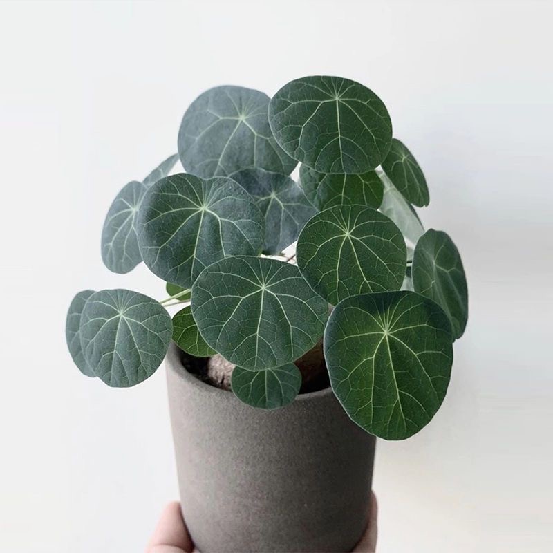 4-5cm StephaniacepharanthaHayata