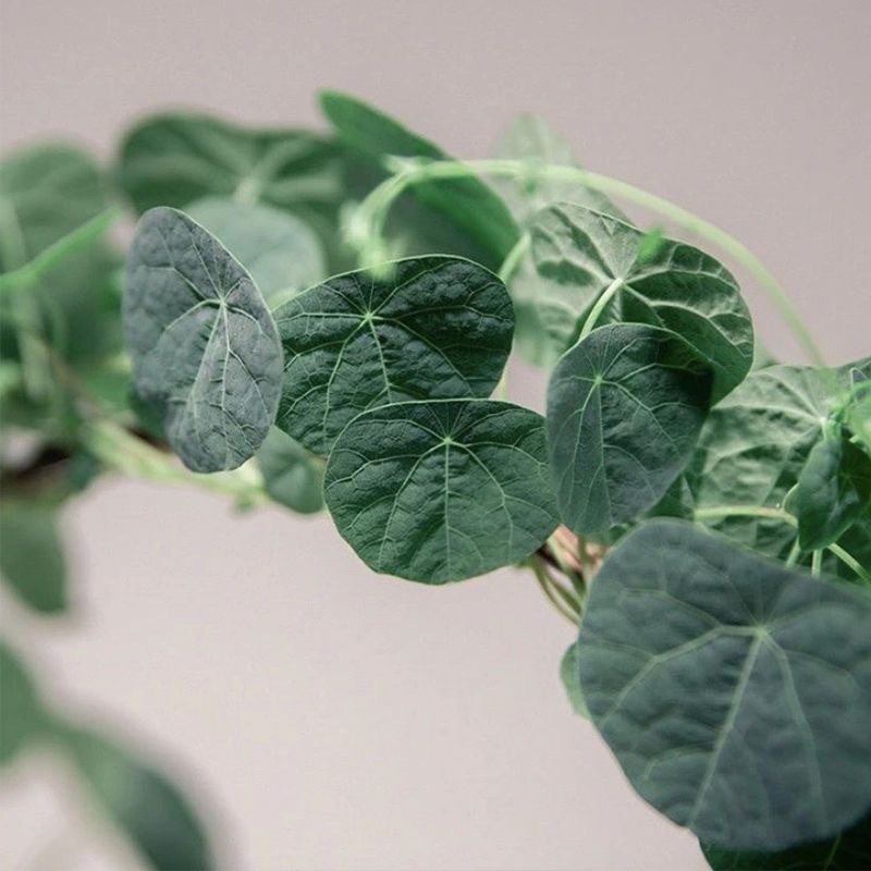 4-5cm StephaniacepharanthaHayata