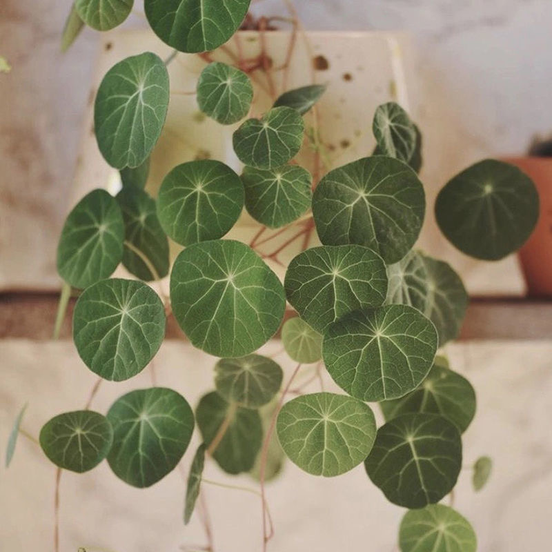 4-5cm StephaniacepharanthaHayata