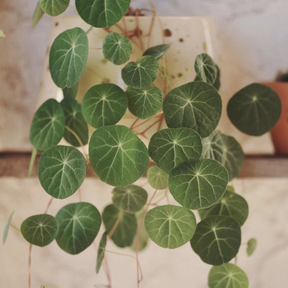 4-5cm StephaniacepharanthaHayata