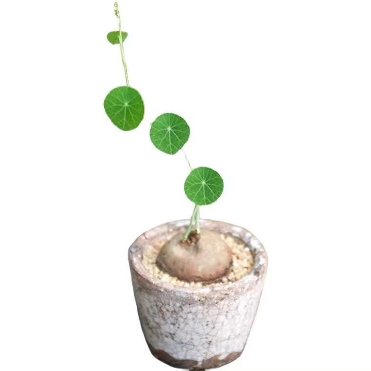 4-5cm StephaniacepharanthaHayata