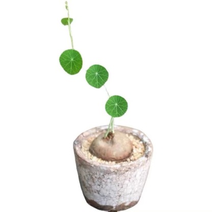 4-5cm StephaniacepharanthaHayata