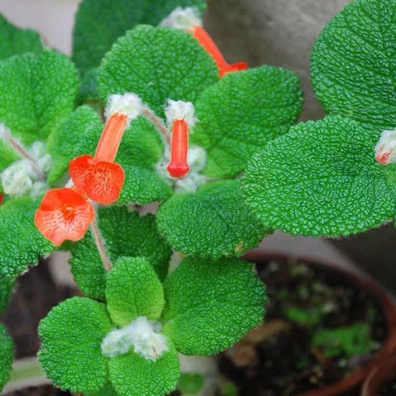 4-5cm Sinningia bullata