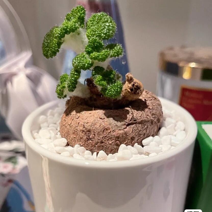 4-5cm Sinningia bullata