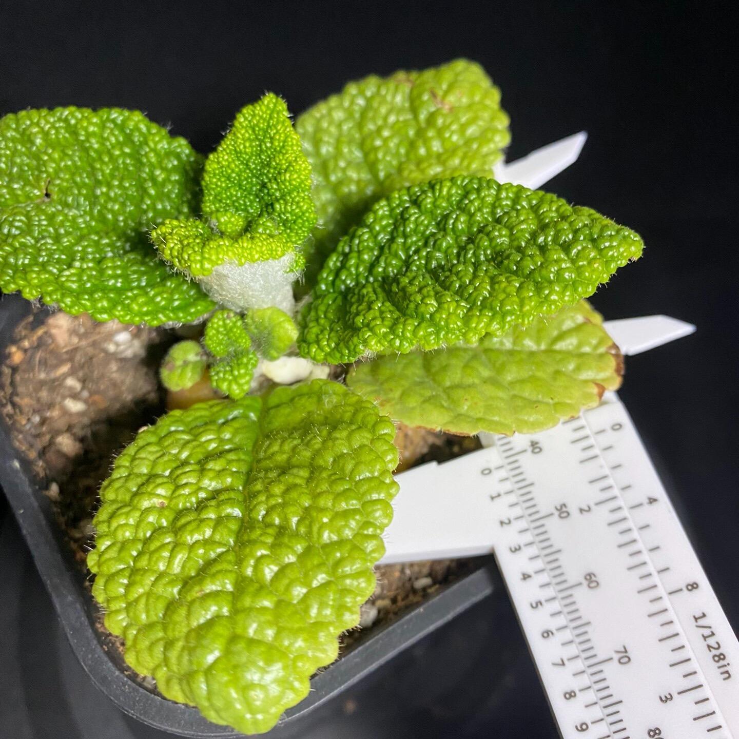 4-5cm Sinningia bullata