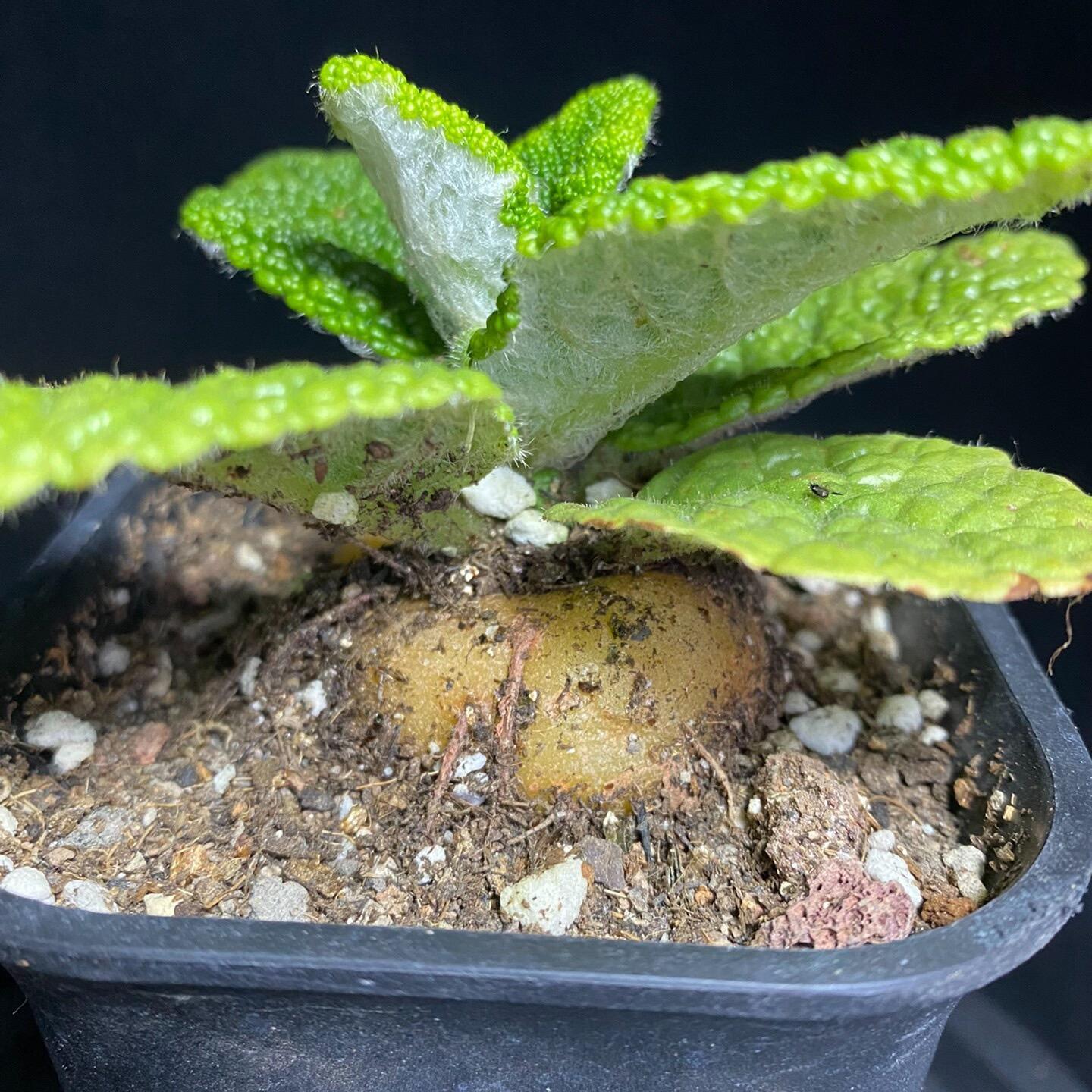 4-5cm Sinningia bullata