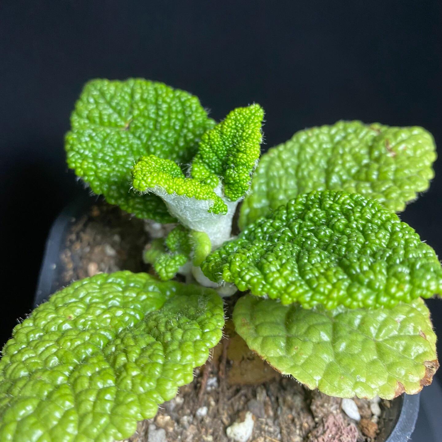 4-5cm Sinningia bullata