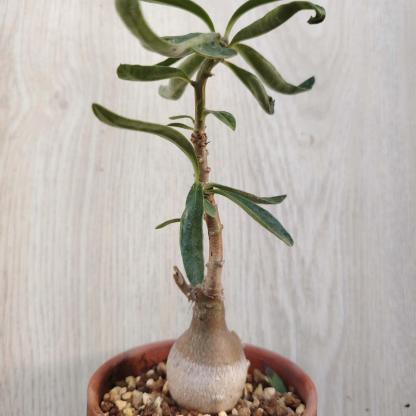 3-4cm Pachypodium saundersii‌