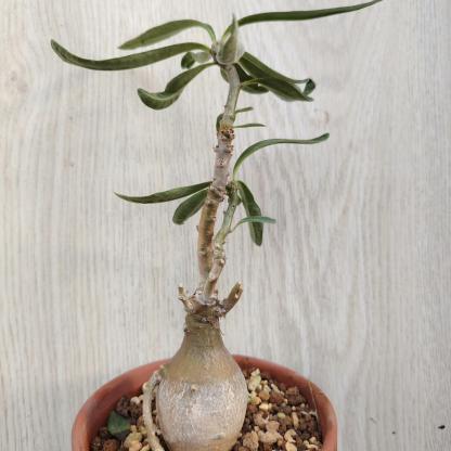 3-4cm Pachypodium saundersii‌