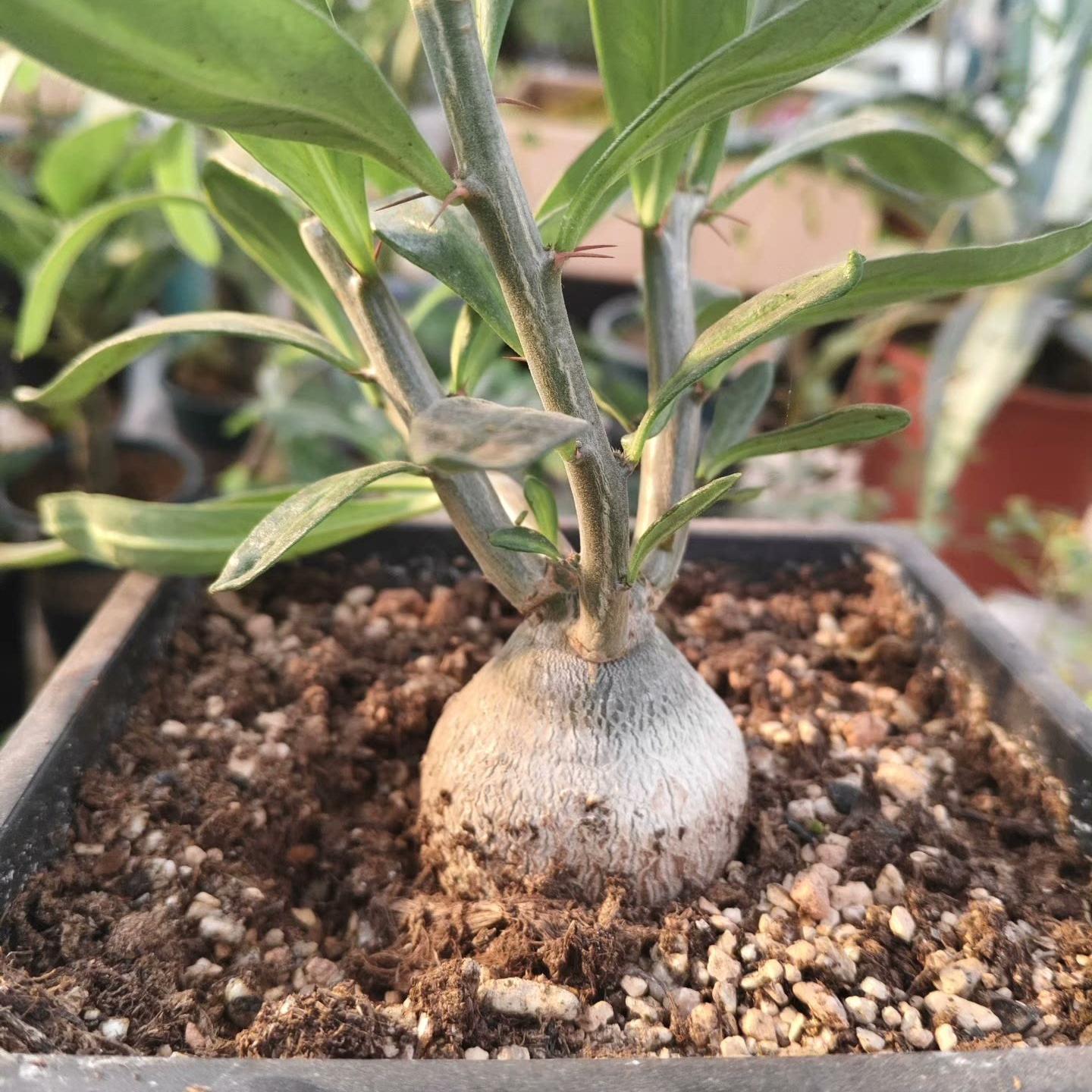 3-4cm Pachypodium saundersii‌