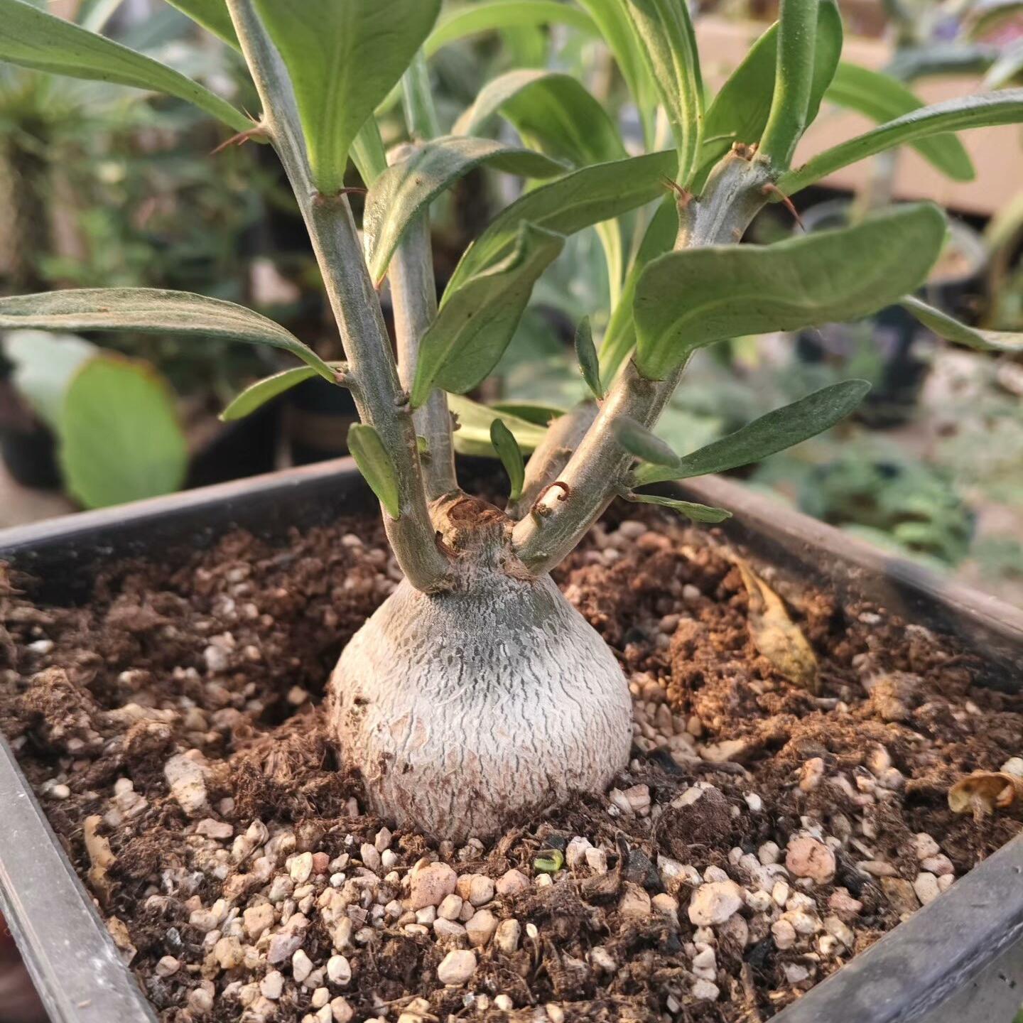 3-4cm Pachypodium saundersii‌