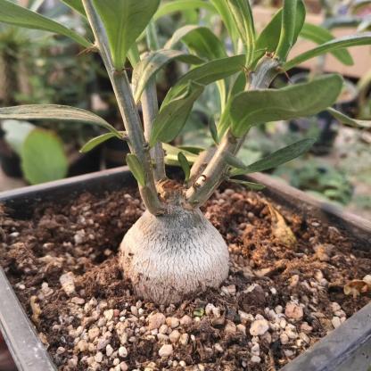 3-4cm Pachypodium saundersii‌