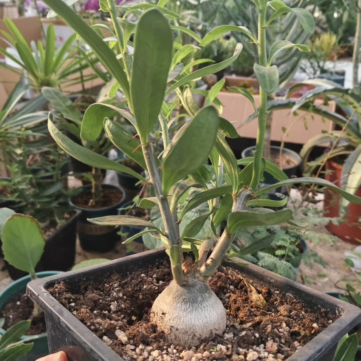 3-4cm Pachypodium saundersii‌