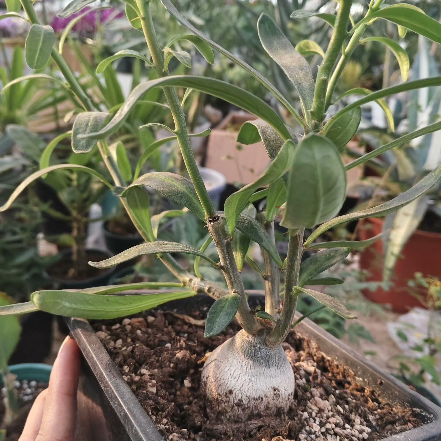 3-4cm Pachypodium saundersii‌